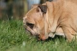 BULLDOG ANGLAIS 123
